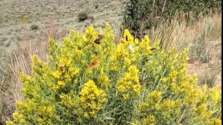 Butterflies swarming on rabbitbrush in western Colorado [upl. by Landa53]