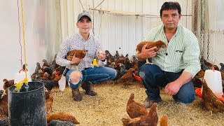 ¿QUÉ ES MEJOR  ¿GALLINAS DE POSTURA O CODORNIZ  Razas Andaluza y Rhode Island  Coturnix [upl. by Ynamad]