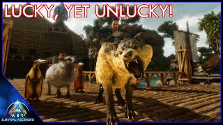 I Tamed A Max Level Direwolf But At What Cost  Ark Survival Ascended EP13 [upl. by Teerell]