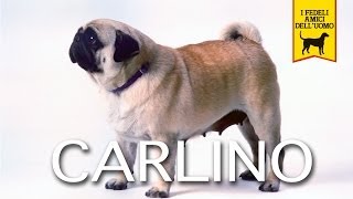 CARLINO trailer documentario [upl. by Filbert]