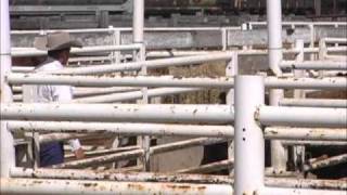 Curt Pate Low Stress Cattle Handling  Part 4 [upl. by Ijneb]