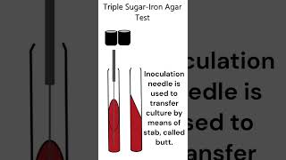 Triple SugarIron Agar Test microbiology test [upl. by Nnairrek997]