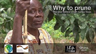 Why to prune  The idea behind small mango trees [upl. by Salvucci]