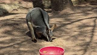 The Yellow Footed Rock Wallaby Sydney Australia [upl. by Bortman]