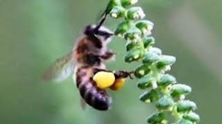 Honey Bees Collecting Pollen [upl. by Pru]