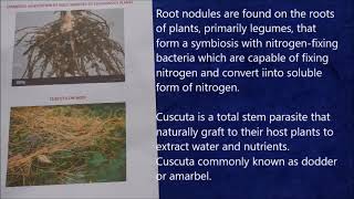 Symbiotic association in root nodules of leguminous plants Cuscuta on host lichens XII Spotting [upl. by Amerd]