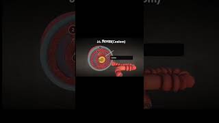 What is Coelom hsc biology 2nd paper chapter 1 biology animated hsc coelom [upl. by Phelips167]