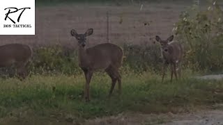 Deer crossing the driveway [upl. by Northey168]