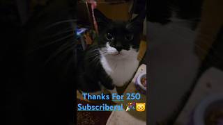 Marcie Gets A Special Treat For 250 Subscribers 😸🎉 [upl. by Akiehsat]