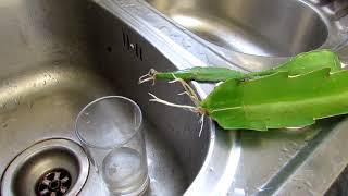 Rooting Epiphyllum Cactus cuttings in Rainwater Experiment  RESULTS [upl. by Adierf]