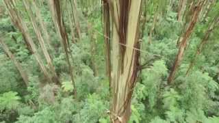 Dandenong Ranges National Park  Melbournes Dandenong Ranges [upl. by Nalac]