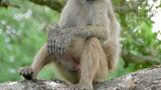 Interesting facts about Baboon chacma by weird square [upl. by Pasho931]