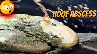 hoof abscess in cattle 🐄 [upl. by Talley]