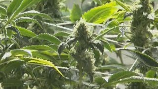 The future of marijuana Where do Floridians stand on recreational pot [upl. by Eelitan]