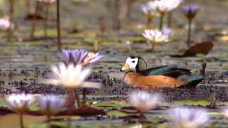 Okavango Der wundersame Fluss und seine Tiere DOKU2013 Deutsch [upl. by Llenoj]