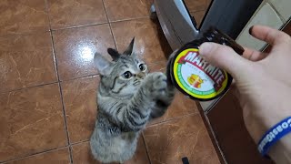 Cat LOVES Marmite  Marmite Taste Test [upl. by Linnell618]