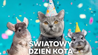 Światowy Dzień Kota [upl. by Eixam608]