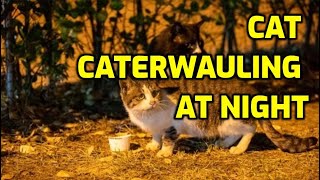 How To Stop Your Cat From Yowling At Night [upl. by Tray136]