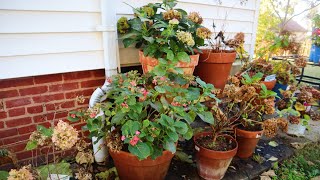 HOW TO OVERWINTER HYDRANGEAS IN CONTAINERS  GARDENADDICTZ [upl. by Bale393]