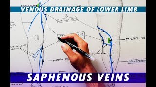 Great Saphenous Vein amp Small Saphenous Vein  Venous drainage of lower limb [upl. by Antoinette]