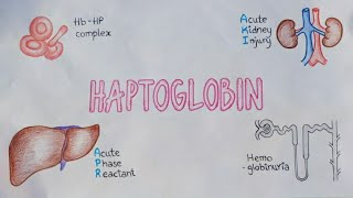 Haptoglobin  Acute Phase Reactant  Oxidative Damage  Heme Series Mightymedicoz [upl. by Sabine]