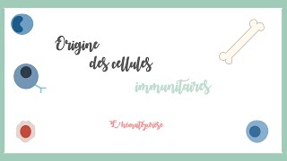 Origine des cellules immunitaires lhématopoïèse Immunologie hématologie [upl. by Nycila277]