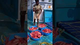 Mangalore boat 1st day we caught lot of unnimary fishes 👇 seafood fishing thenkadalmeenavan [upl. by Aldwin]