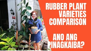 RUBBER PLANT VARIETIES FICUS ELASTICA  COMPARISON  ANO ANG PINAGKAIBA [upl. by Eiramrebma]