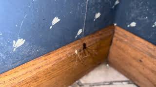 Spiders hanging in the old washroom [upl. by Hillel808]