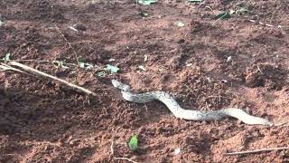 Russell Viper  Highly venomous snake [upl. by Enrobialc238]