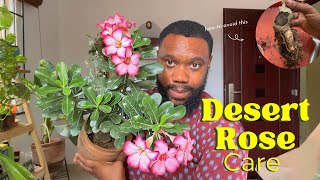 Detailed Desert Rose care How to prevent stem rot and tips for heavy flowering [upl. by Aleekat]