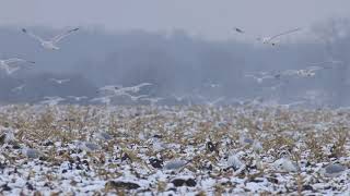 Ring billed Gull Flock Foraging over Cornfield [upl. by Torie]