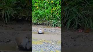 Queltehue juvenil bañándose isladechiloé chiloé coincoquellón quellón octubre2024 aves [upl. by Una114]