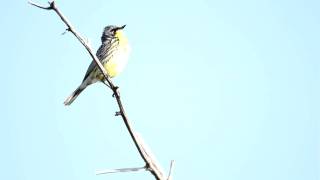 Kirtland Warbler singingMOV [upl. by Karla]