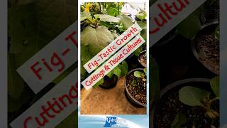 Winter Propagating Fig Cuttings and Tissue Culture Grows Too shorts [upl. by Carmen]