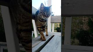 Kedigüzellik shorts kedi cat trending viralvideo funny reels like catlover lion tiger [upl. by Enohs]