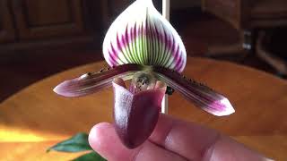 ЦВЕТЕНИЕ PAPHIOPEDILUM BARBATUM Bearded [upl. by Ecadnarb]