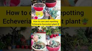 How to grow care and repot Echeveria Succulent plant🪴trendingshortsviralvideoyoutubeshorts [upl. by Einnob]