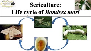 Life cycle of Bombyx mori  Life cycle of silk worm  Bombyx mori  caterpillarSericulture  Part 2 [upl. by Dodge]