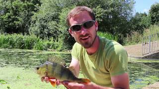 Summer Perch Fishing Heybridge Basin [upl. by Ramoh701]