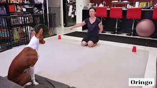 Basenji pointing test with a twist  trust or independence [upl. by William]