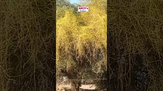 Cuscuta अमरबेल  Dodder  Parasite plant Class 7 Science shorts [upl. by Gayl]