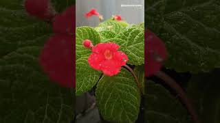 Episcia cupreata  Flame Violet  Gesneriaceae Family plantscience4u [upl. by Ecinom562]