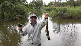 Sangat Mudah Casting Ikan Babon Gabus Monster Reel BC [upl. by Slinkman843]