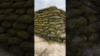 WW1 reconstructed trenches at the Main de Massiges battlefield full video soon [upl. by Ahsercel]