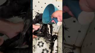 dog gecko doggecko cleargecko BeBe video videoviral viral viralvideo reelsfbviral reels [upl. by Engedus482]