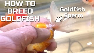 How To Breed Goldfish  Hand Spawning Fancy Goldfish [upl. by Trinette956]