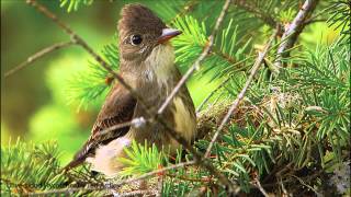 Olivesided Flycatcher Song [upl. by Aip219]