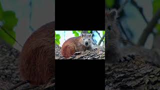 Hutia animal wildlife [upl. by Worrad]