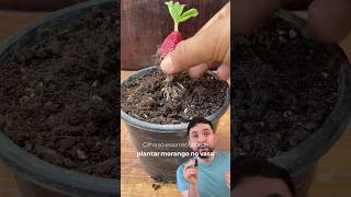 Como plantar morango em casa shorts fyp viral [upl. by Favian]